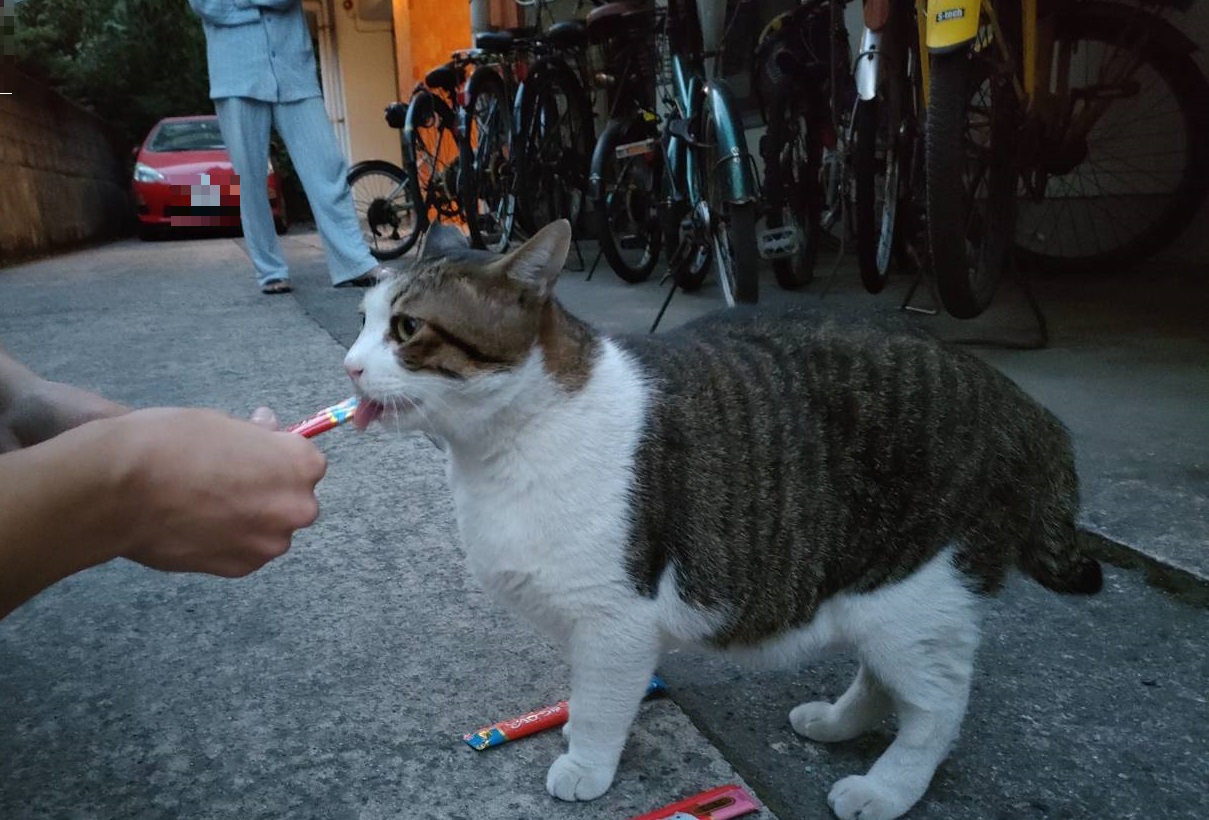 モザイク処理３